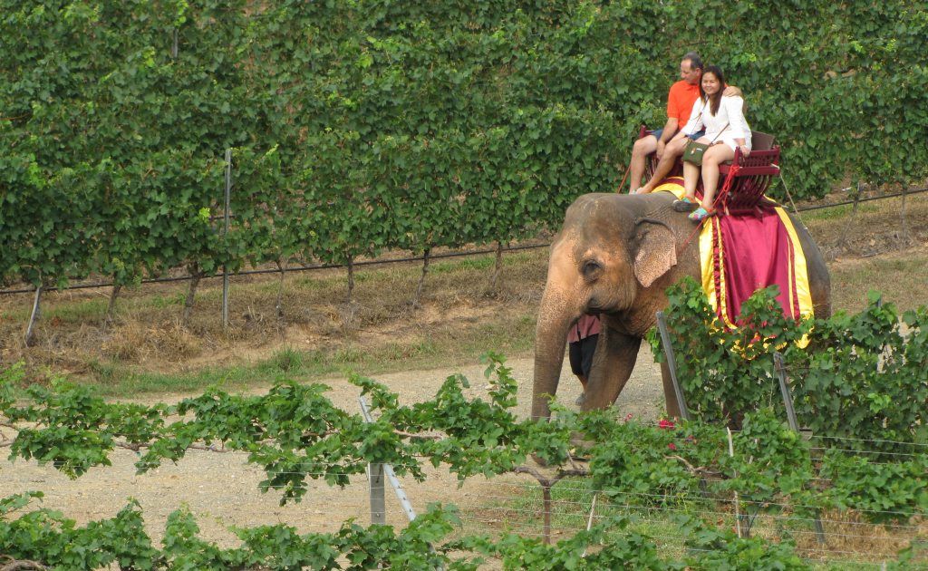 Elephant ride through the vineyard. Elephant ride through the vineyard.